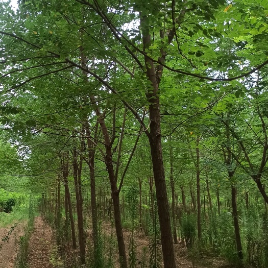 获嘉县生态园林 林地整体出租