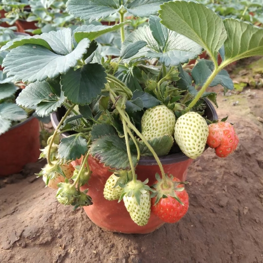 青州市草莓盆栽  带果带花 草莓盆栽可绿化