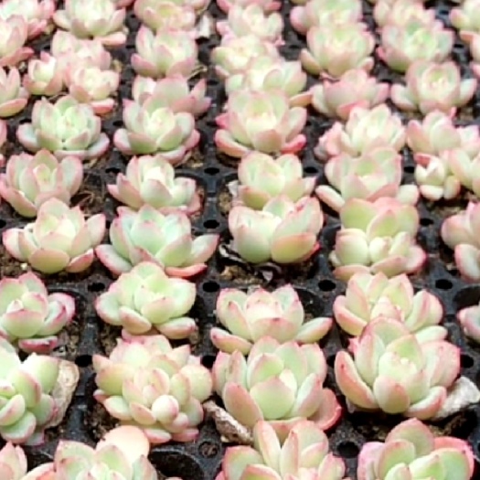 兴仁市多肉植物 泡芙多肉