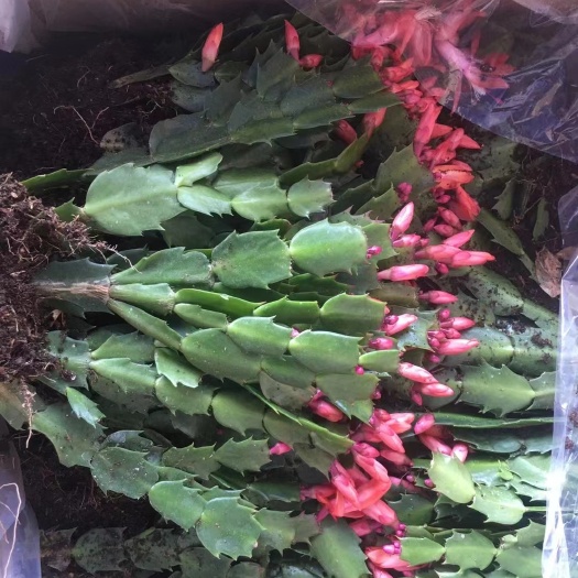 广州春兰 天子兰，好看又好卖，驱蚊防虫，销量好，跑得快，打木架发