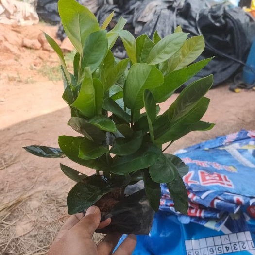  龙船花  大叶龙船花，五彩龙船花，小叶龙船花等