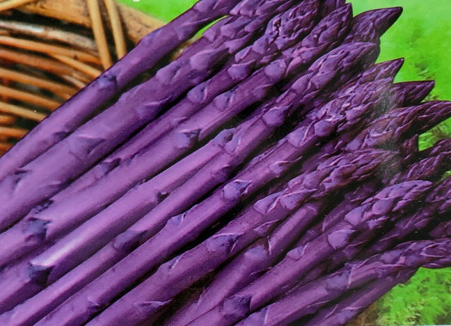 紫芦笋  供应 优质紫色芦笋苗 芦笋水果蔬菜一件代发包邮到家