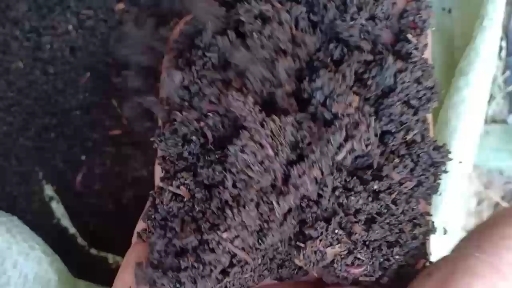 贺州 贺州市蚯蚓粪
