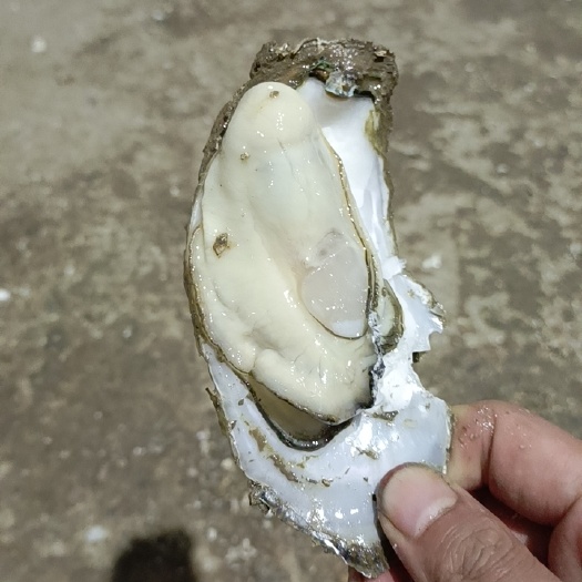 珠海长牡蛎 广东脆蚝 小小  ，中，大蚝  寻找各大烧烤摊，夜宵