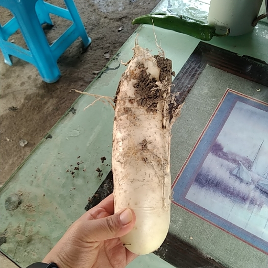 开平市白萝卜，给钱就卖