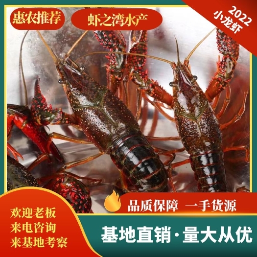 潜江市潜江小龙虾