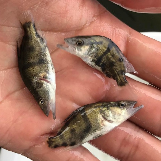 常州桂鱼苗鳜鱼苗鳌花鱼