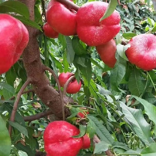 寿光市油蟠桃苗 早金霞油蟠桃树苗，个大，糖度高