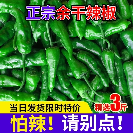 余干县薄皮椒 江西特产新鲜辣椒正宗余干丰收辣椒3斤农家现摘枫树薄皮