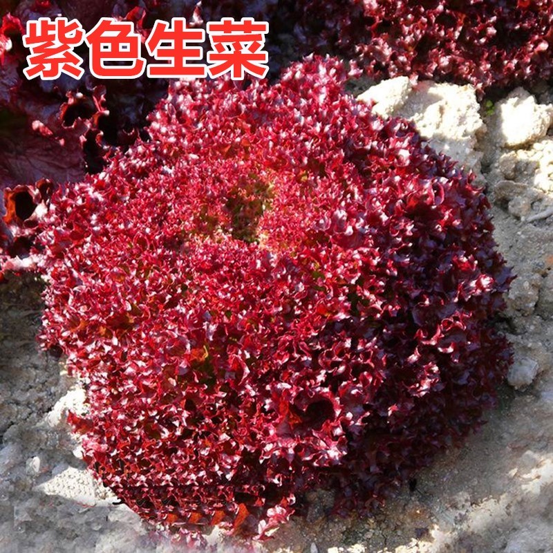 紫叶生菜种子红皱曲结球生菜种子四季奶油生菜种子高产生菜