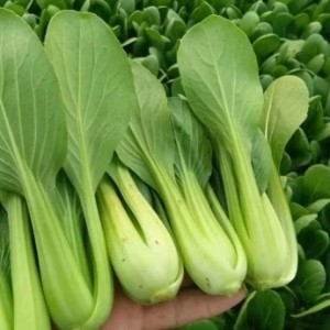 曹县【精选】山东曹县精品上海青卖白大量上市，质量保证，诚信为本