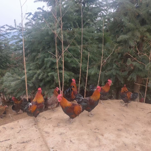 天柱县瑶鸡 老货，一仟多只