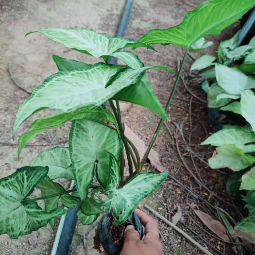 漳浦县绿精灵合果芋盆栽 合果芋，白蝴蝶