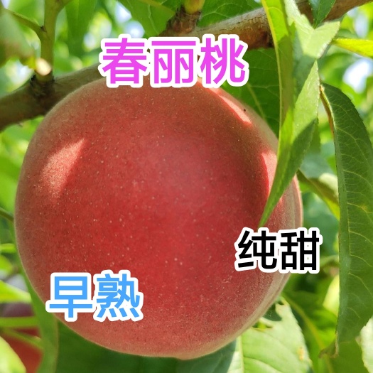 寿光市春丽桃树苗，果个大，成熟早，口感纯甜，六月上市