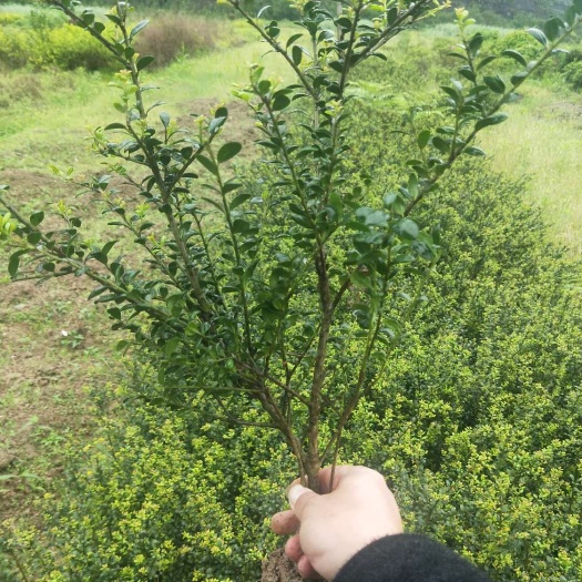 洪江市龟甲冬青 工程苗