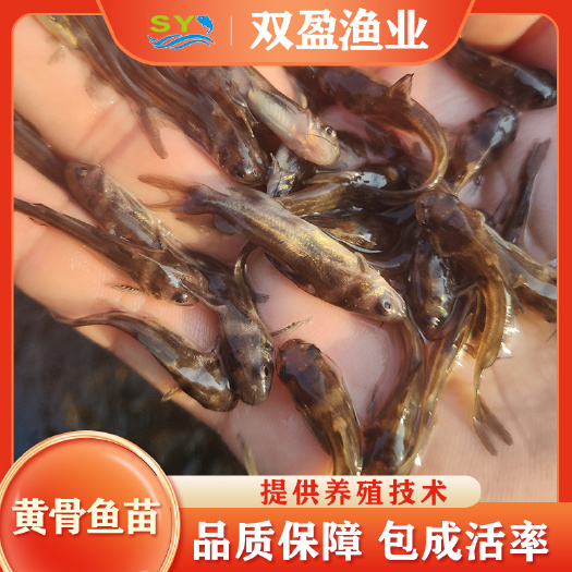 广州 黄骨鱼苗 双盈渔业大量出售优质杂交黄骨鱼苗 单性黄骨鱼苗