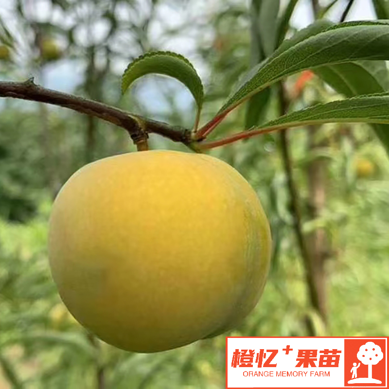 蜂糖李树苗【鲜百芬】果苗基地直发