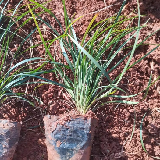 宜良县麦冬草    小杯麦冬草  云南小杯麦冬草