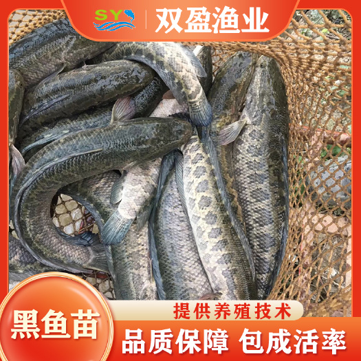 广州大量供应优质 杂交 黑鱼苗 乌鳢苗 生长速度快 抗病能力强
