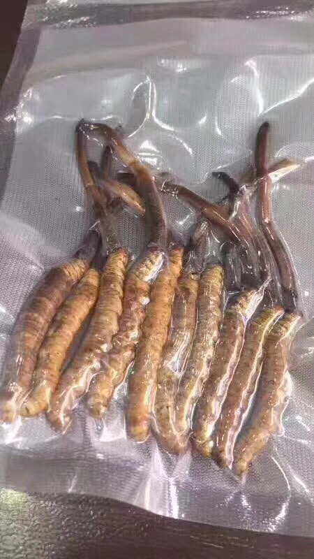 丽江 冬虫夏草2022年青藏高原新鲜现挖现发，顺丰空运。