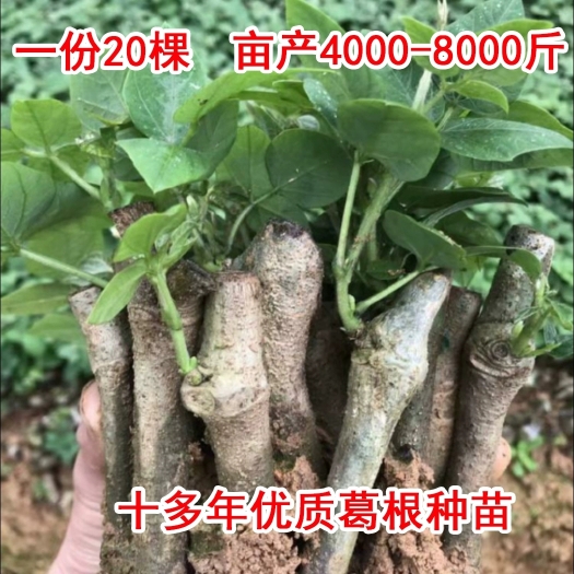 全州县葛根种苗20棵包邮无渣粉葛苗种植苗野生葛根苗水果葛根苗葛薯苗
