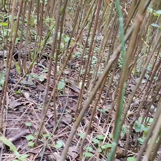 万源市川柏树苗  川黄柏树苗  正宗产地川黄柏树厚皮品种，一年两年