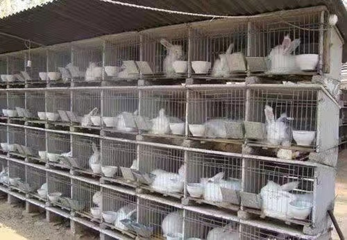 宁乡市比利时杂交兔 肉兔 大白兔 淘汰兔