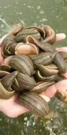 怀远县蚂蟥 蚂蝗