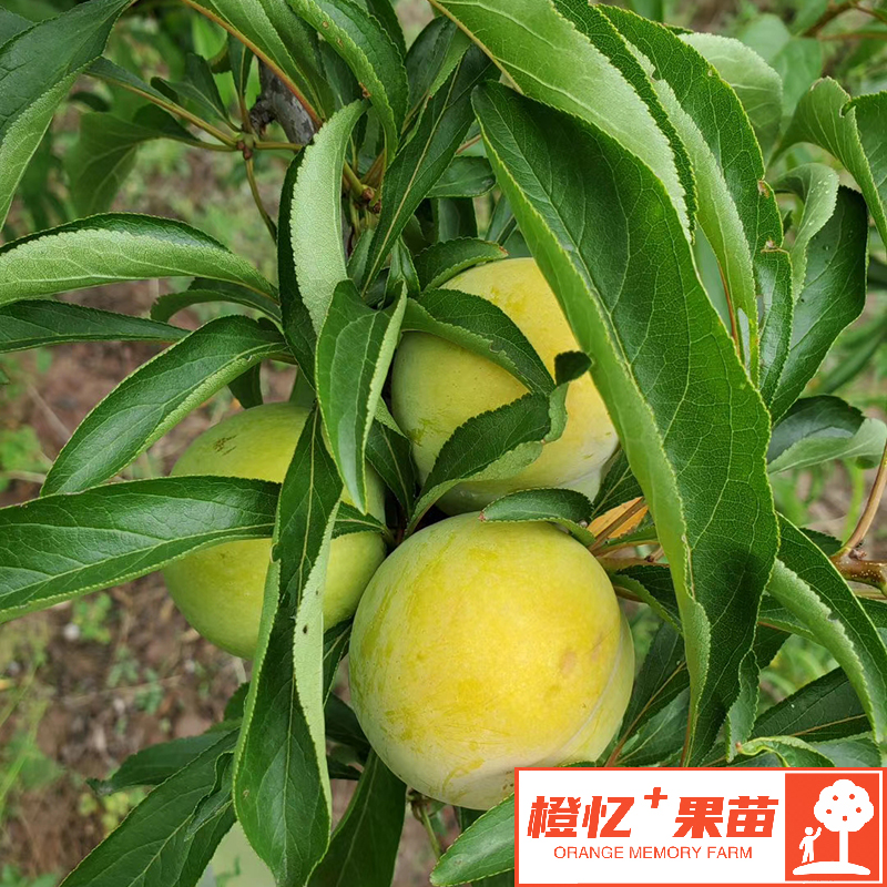 蜂糖李树苗【鲜百芬】果苗基地直发