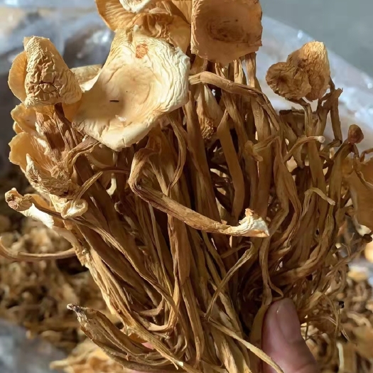 成都 今年新茶树菇，
