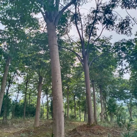 长丰县黄山栾树 栾树