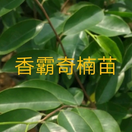 香霸奇楠沉香苗一代母树嫁接明星品种奇楠沉香树苗结香快品种保真