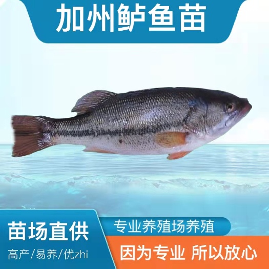 江门【鱼场直供】加州鲈鱼苗大囗鲈黑鲈优鲈一号