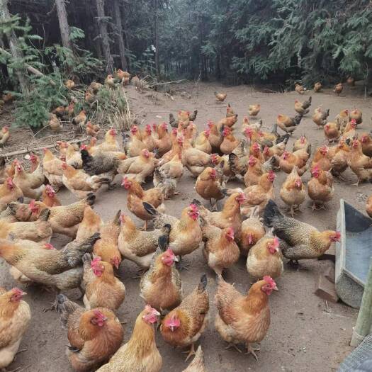临澧县生态土鸡蛋