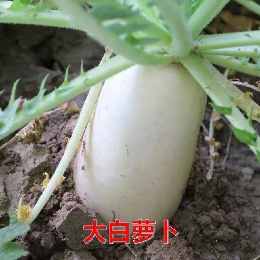 长阳县湖北精品萝卜，产地一年四季大量供应，价格实惠，随行就市