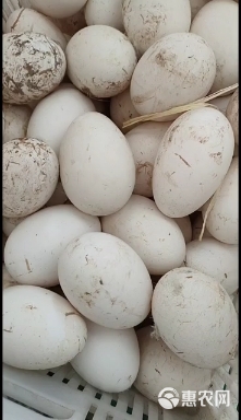 鲜鹅蛋  腌制鹅蛋，咸鹅蛋，，口味好，腥味小，易储存