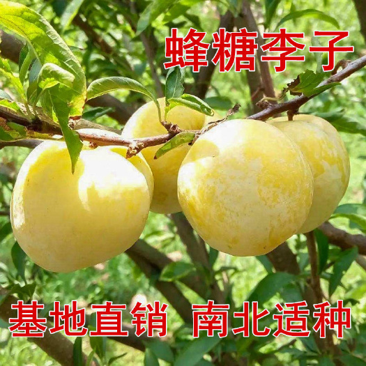 枣庄蜂糖李树苗   李子树苗早熟晚熟嫁接蜂糖李青脆李子苗南北方种
