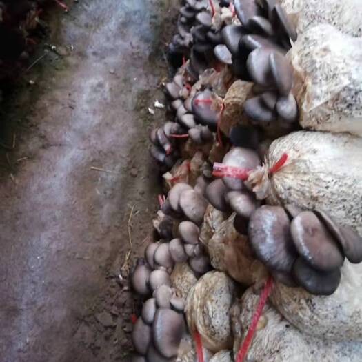 曲周县羊肚菌菌种 联系我时，请说是在惠农网上看到的，平菇开始了，常年供应一级母