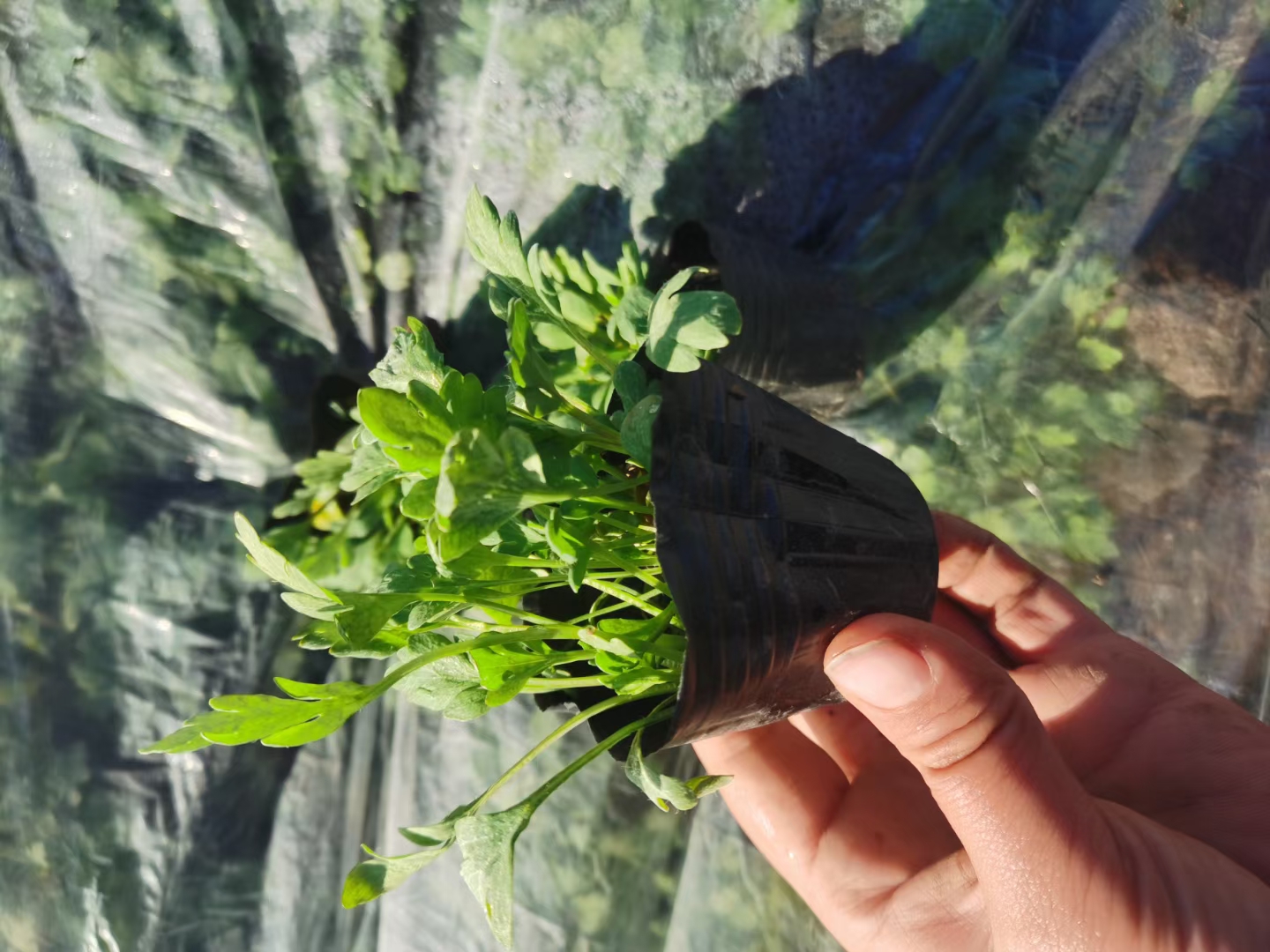  冰岛虞美人价格  多芽冰岛虞美人盆苗 冰岛虞美人货源充足