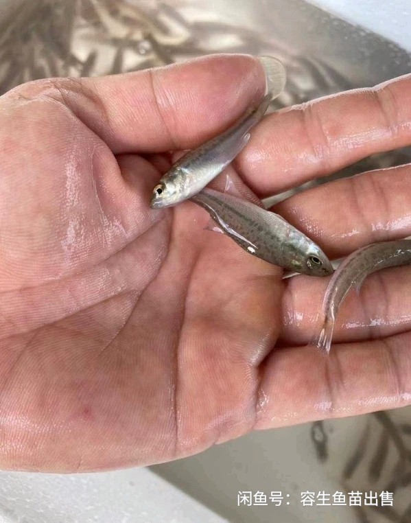 加州鲈鱼苗 加州鲈