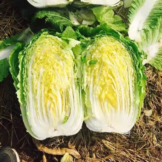 长阳县湖北精品黄心大白菜，现场砍菜，品质优良，质量保证，代发全国