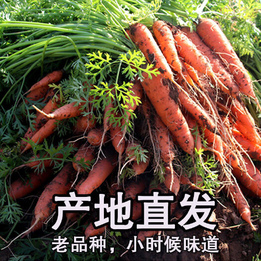 海口三红胡萝卜 海口琼山区云龙镇本地红胡萝卜，价格欢迎来聊