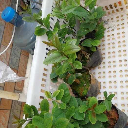 藤县广东香水柠檬苗，一年四季有果可摘，奶茶店果