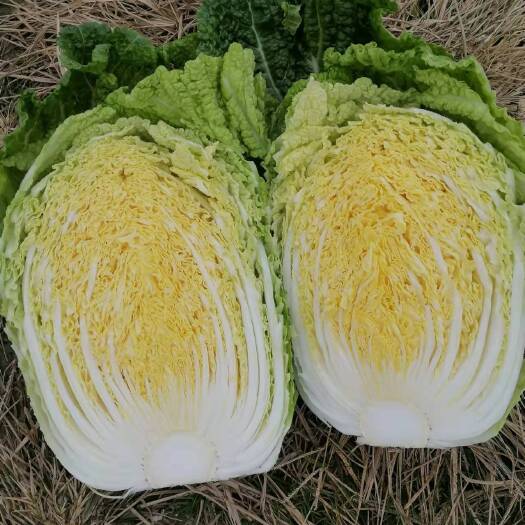 沙洋县钟祥优质黄心大白菜