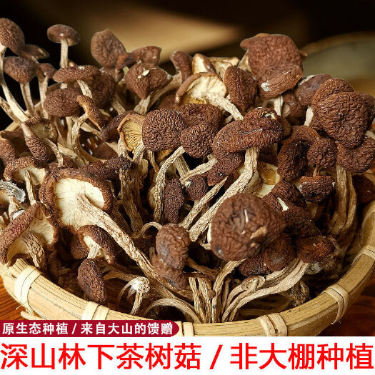 岑巩县有大量林下种植的茶树菇