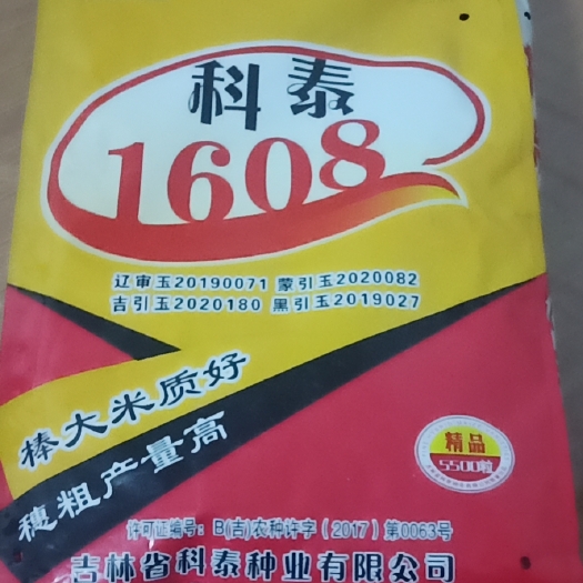 青县优迪919玉米种子 科瑞981