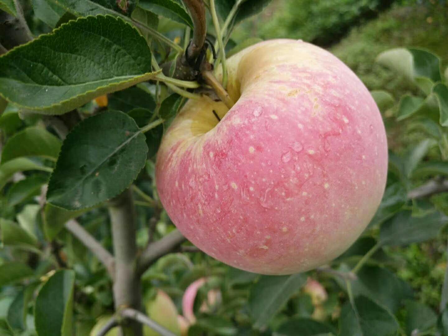 泰安魔笛蘋果苗 基地出售青森水蜜桃蘋果苗  嫁接成品苗 根系發達 成活率高