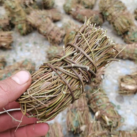 钟山县鸡骨草/鸡骨草干货/鸡骨草小扎把