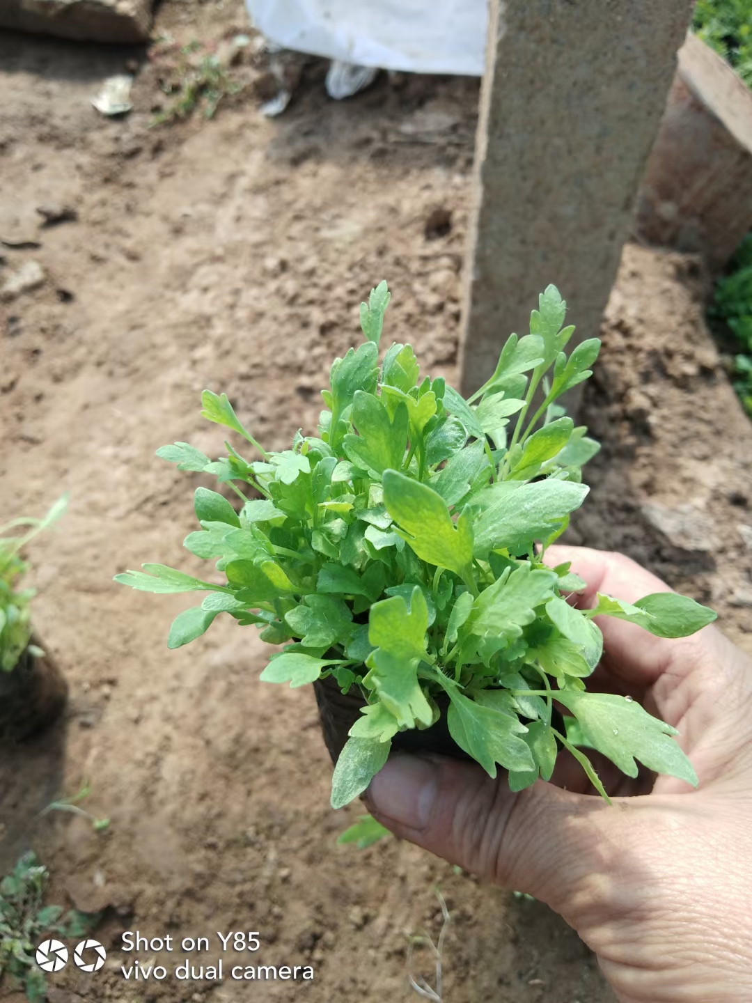  冰岛虞美人价格  多芽冰岛虞美人盆苗 冰岛虞美人货源充足