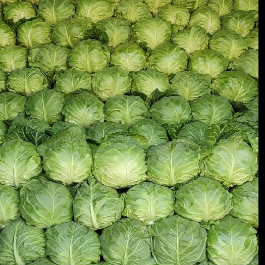 潍坊 牛心甘蓝